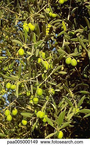 Stock Photo - tree, trees, olivetree, olivetrees, nature, vegetation, fruit. Fotosearch