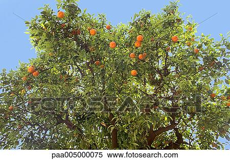 tree, trees, orangetree, orangetrees, nature, vegetation, summer View Large Photo Image Stock Photography - tree, trees, orangetree, orangetrees, nature, vegetation, summer. Fotosearch