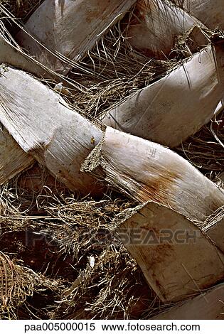 tree, trees, palmtree, palmtrees, texture, textures, nature View Large Photo Image Stock Photography - tree, trees, palmtree, palmtrees, texture, textures, nature. Fotosearch
