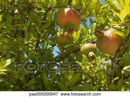 tree, trees, pomegranatetree, pomegranatetrees, nature, vegetation, summer View Large Photo Image Stock Photo - tree, trees, pomegranatetree, pomegranatetrees, nature, vegetation, summer. Fotosearch