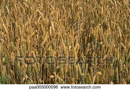 wheat, background, backgrounds, nature, vegetation, agriculture, planting View Large Photo Image Stock Photograph - wheat, background, backgrounds, nature, vegetation, agriculture, planting. Fotosearch