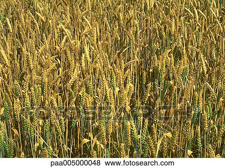 wheat, nature, vegetation, agriculture, planting, harvest, summer View Large Photo Image Stock Photo - wheat, nature, vegetation, agriculture, planting, harvest, summer. Fotosearch