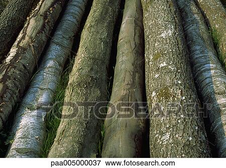 wood, background, backgrounds, nature, vegetation, detail, details View Large Photo Image Stock Photo - wood, background, backgrounds, nature, vegetation, detail, details. Fotosearch