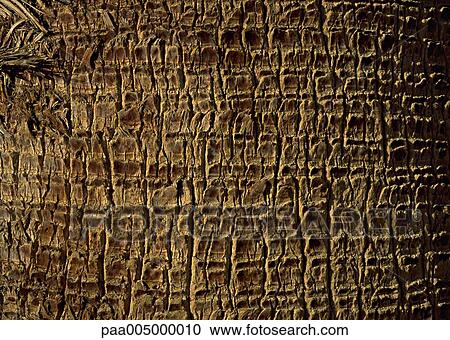 Stock Image - wood, texture, textures, background, backgrounds, nature, vegetation. Fotosearch