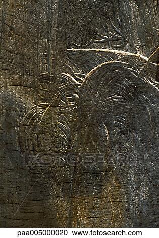 Stock Image - wood, texture, textures, background, backgrounds, nature, vegetation. Fotosearch