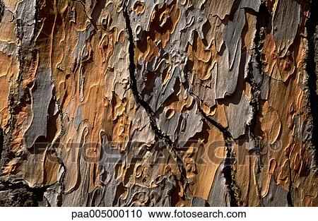 wood, texture, textures, background, backgrounds, nature, vegetation View Large Photo Image Stock Image - wood, texture, textures, background, backgrounds, nature, vegetation. Fotosearch