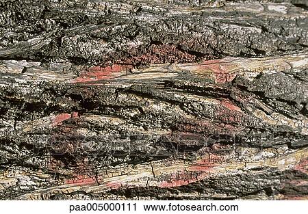 wood, texture, textures, background, backgrounds, nature, vegetation View Large Photo Image Stock Image - wood, texture, textures, background, backgrounds, nature, vegetation. Fotosearch