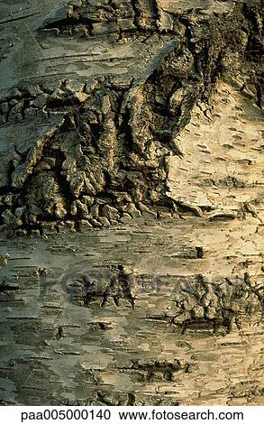 Stock Image - wood, texture, textures, background, backgrounds, nature, vegetation. Fotosearch