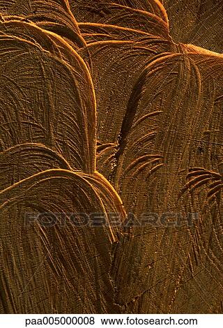 wood, texture, textures, background, backgrounds, nature, vegetation View Large Photo Image Stock Photo - wood, texture, textures, background, backgrounds, nature, vegetation. Fotosearch