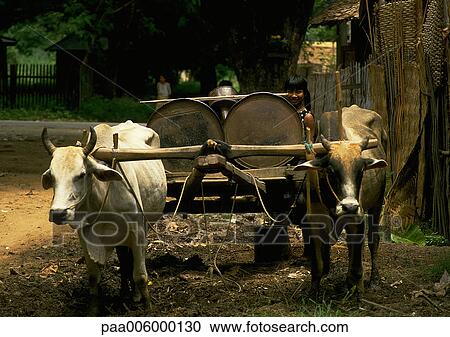 Burma, bullcart, front view View Large Photo Image Stock Image - Burma, bullcart, front view. Fotosearch