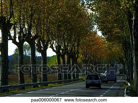Cars on road lined with trees. View Large Photo Image Stock Photo - Cars on road lined with trees.. Fotosearch