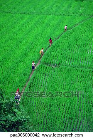 People walking through rice paddies. View Large Photo Image Stock Image - People walking through rice paddies.. Fotosearch