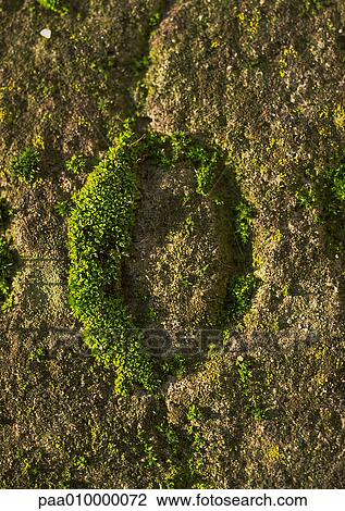 O, text, in moss View Large Photo Image Stock Image - O, text, in moss. Fotosearch