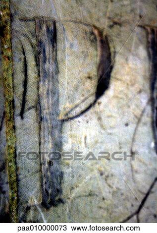 P, text, printed View Large Photo Image Stock Image - P, text, printed. Fotosearch