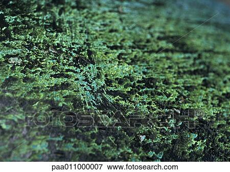 Colored algae on dark wall, close-up View Large Photo Image Stock Photo - Colored algae on dark wall, close-up. Fotosearch