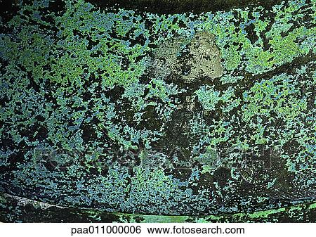 Colored algae on dark wall. View Large Photo Image Stock Photograph - Colored algae on dark wall.. Fotosearch