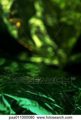 Green foil, close-up View Large Photo Image Stock Image - Green foil, close-up. Fotosearch