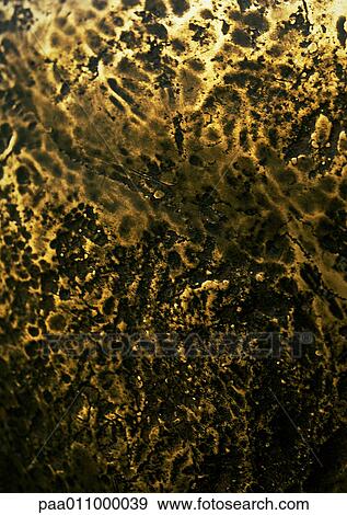 Mottled surface, close-up View Large Photo Image Stock Photo - Mottled surface, close-up. Fotosearch