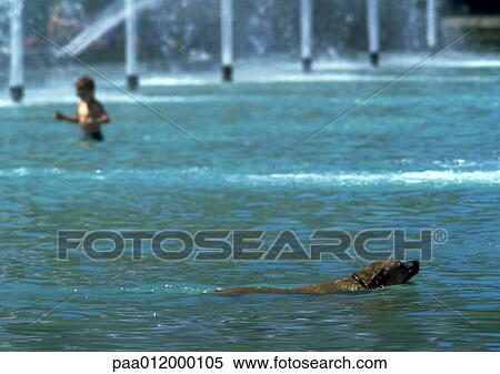Dog swimming in water, child standing in water near fountains View Large Photo Image Stock Photography - Dog swimming in water, child standing in water near fountains. Fotosearch