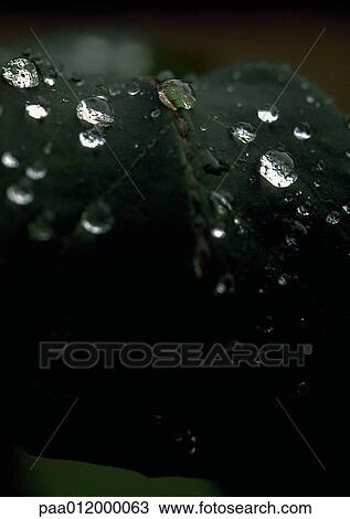 Drops of water on surface of leaf View Large Photo Image Stock Image - Drops of water on surface of leaf. Fotosearch