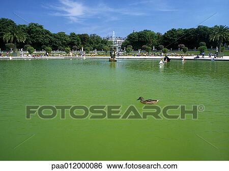 Duck in fountain in park View Large Photo Image Stock Photograph - Duck in fountain in park. Fotosearch
