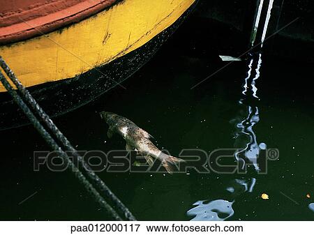 Stock Photo - Fish in water near bottom of boat. Fotosearch