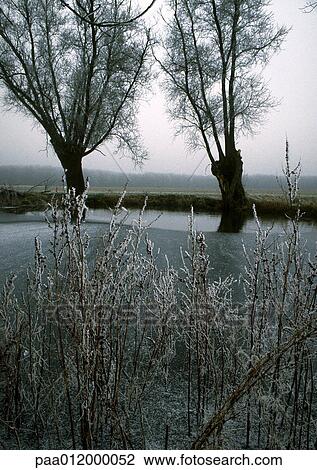 Stock Image - Frozen vegetation on riverbank. Fotosearch