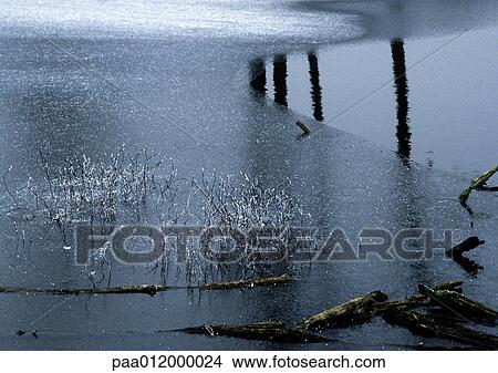 Picture - Icy vegetation sticking out of partially iced-over water surface. Fotosearch