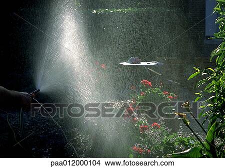 Person spraying flowers with hose View Large Photo Image Picture - Person spraying flowers with hose. Fotosearch