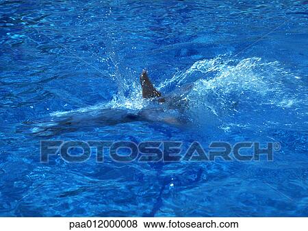 Stock Photo - Person underwater in swimming pool. Fotosearch