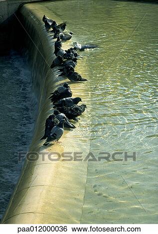 Pigeons sitting in fountain View Large Photo Image Stock Photograph - Pigeons sitting in fountain. Fotosearch