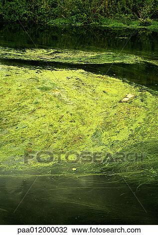 Polluted water View Large Photo Image Stock Image - Polluted water. Fotosearch