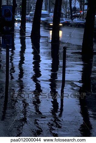Reflection of tree trunks on wet sidewalk View Large Photo Image Picture - Reflection of tree trunks on wet sidewalk. Fotosearch