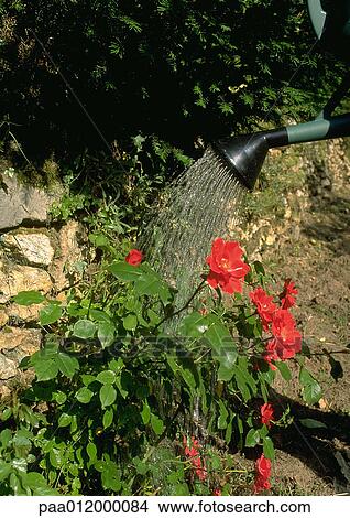 Roses being watered with watering can View Large Photo Image Picture - Roses being watered with watering can. Fotosearch