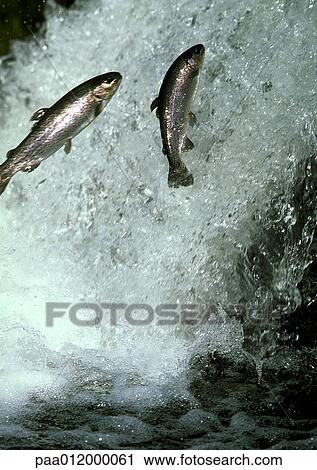 Stock Image - Salmon jumping in white water. Fotosearch