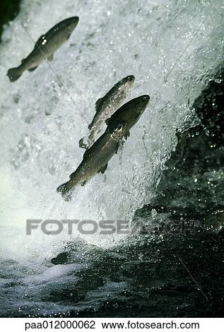 Stock Image - Salmon jumping in white water. Fotosearch