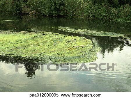 Stock Photography - Scum on pond surface. Fotosearch