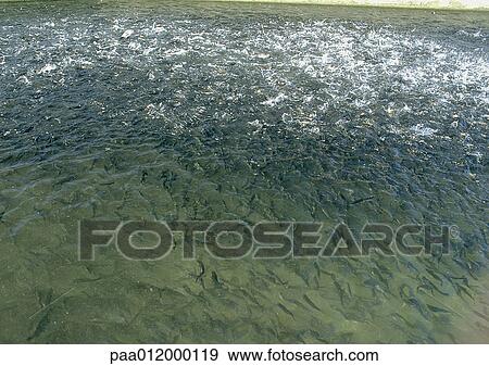 Shallow sea water with fish View Large Photo Image Stock Photo - Shallow sea water with fish. Fotosearch
