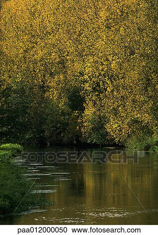 Tree hanging over river View Large Photo Image Stock Image - Tree hanging over river. Fotosearch
