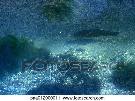 Underwater, fish and seaweed View Large Photo Image Stock Image - Underwater, fish and seaweed. Fotosearch