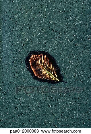 Wet ring around leaf on ground View Large Photo Image Stock Image - Wet ring around leaf on ground. Fotosearch