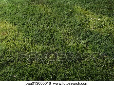 Grass, close-up, full frame View Large Photo Image Stock Photograph - Grass, close-up, full frame. Fotosearch