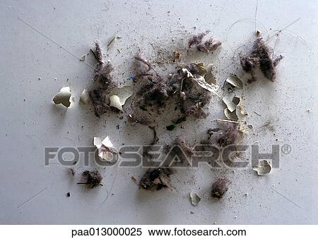 Stock Photography - Small pieces of trash, dust and fuzz, on white surface, close-up.. Fotosearch