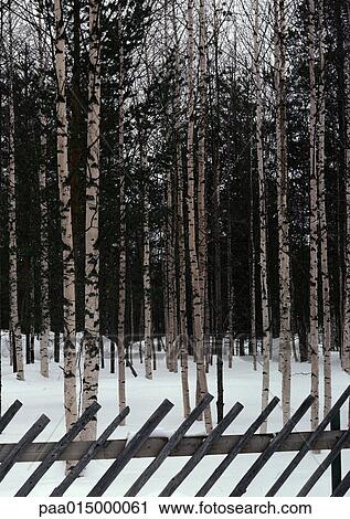 Finland, birch trees in snow View Large Photo Image Stock Image - Finland, birch trees in snow. Fotosearch