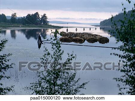 Finland, bundles of timber in lake View Large Photo Image Stock Image - Finland, bundles of timber in lake. Fotosearch