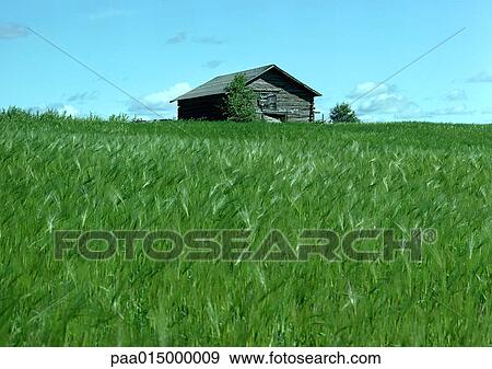 Finland, log cabin in field of green grass View Large Photo Image Stock Photo - Finland, log cabin in field of green grass. Fotosearch