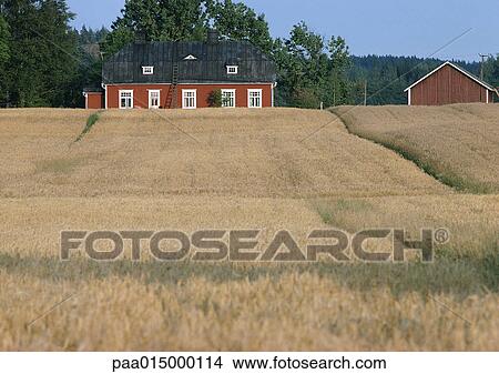 Picture - Finland, rural buildings on edge of field. Fotosearch
