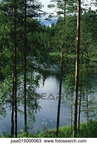 Stock Image - Finland, trees near lake shore. Fotosearch