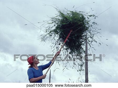 Stock Photography - Finland, woman forking ball of vegetation onto pole. Fotosearch