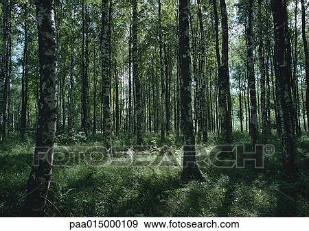 Forest View Large Photo Image Stock Photo - Forest. Fotosearch